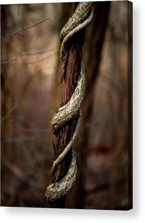 Nature Acrylic Print featuring the photograph Twisted Growth by Rose Guinther