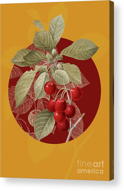 Vintage Acrylic Print featuring the painting Vintage Botanical Cherry on Circle Red on Yellow by Holy Rock Design