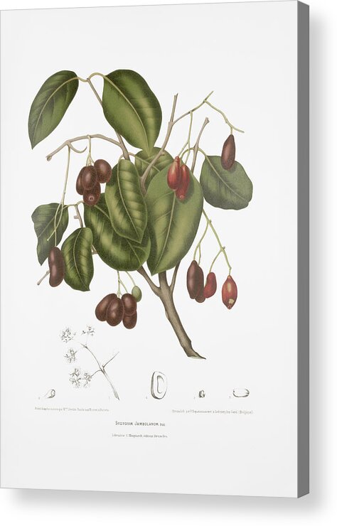 Vintage Botanical Illustration Acrylic Print featuring the drawing Vintage botanical illustrations - Malabar plum tree by Madame Berthe Hoola van Nooten