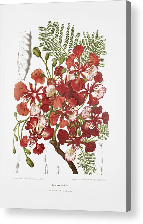 Vintage Plant Illustration Acrylic Print featuring the drawing Vintage botanical illustrations - Royal poinciana tree by Madame Berthe Hoola van Nooten