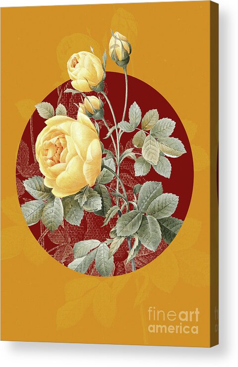 Vintage Acrylic Print featuring the painting Vintage Botanical Yellow Rose on Circle Red on Yellow by Holy Rock Design