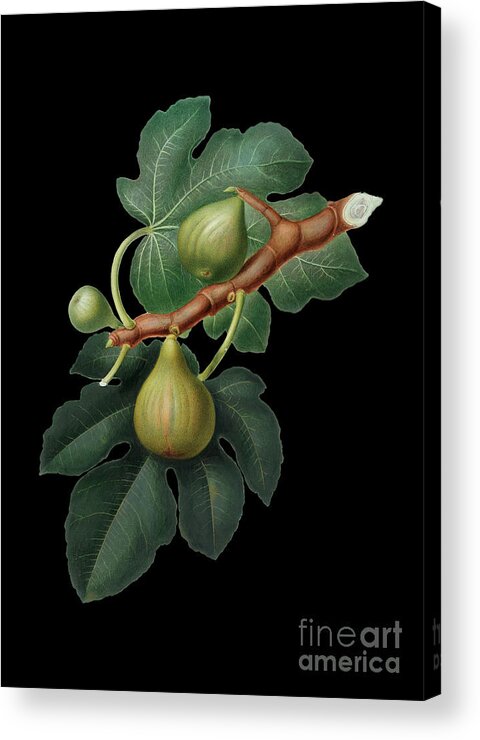 Vintage Acrylic Print featuring the mixed media Vintage Fig Botanical Art on Solid Black n.0295 by Holy Rock Design