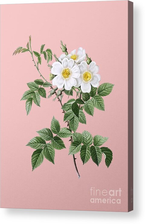 Holyrockarts Acrylic Print featuring the painting Vintage White Rosebush Botanical Illustration on Pink by Holy Rock Design