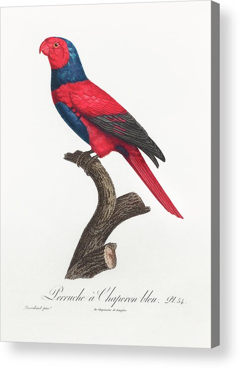 Violet-necked Lory Acrylic Print featuring the mixed media Violet Necked Lory by World Art Collective