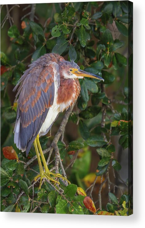 Tricolored Heron Acrylic Print featuring the photograph Wakodahatchee Wetlands Tricolored Heron by Juergen Roth