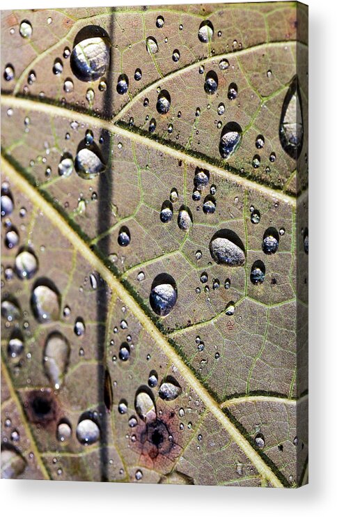 Rain Acrylic Print featuring the photograph Water Drips on a Leaf by Amelia Pearn