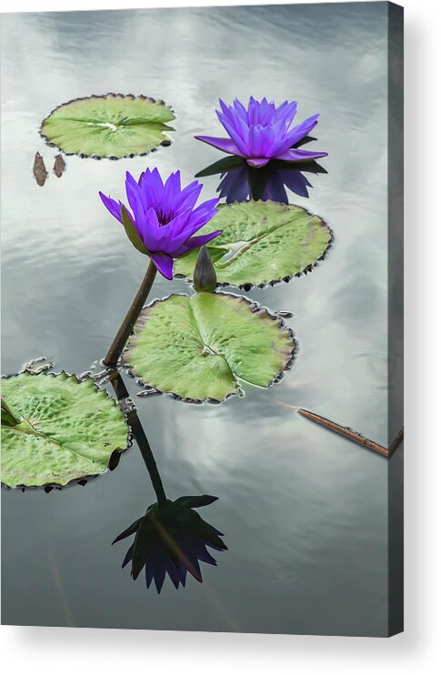 Lily Acrylic Print featuring the photograph Water Lilies in Portrait by Cate Franklyn