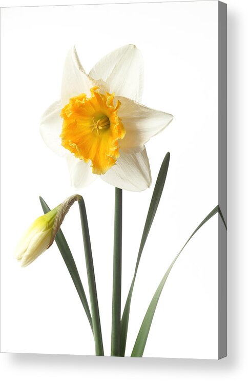 White Background Acrylic Print featuring the photograph White daffodil with orange trumpet and bud. by Rosemary Calvert