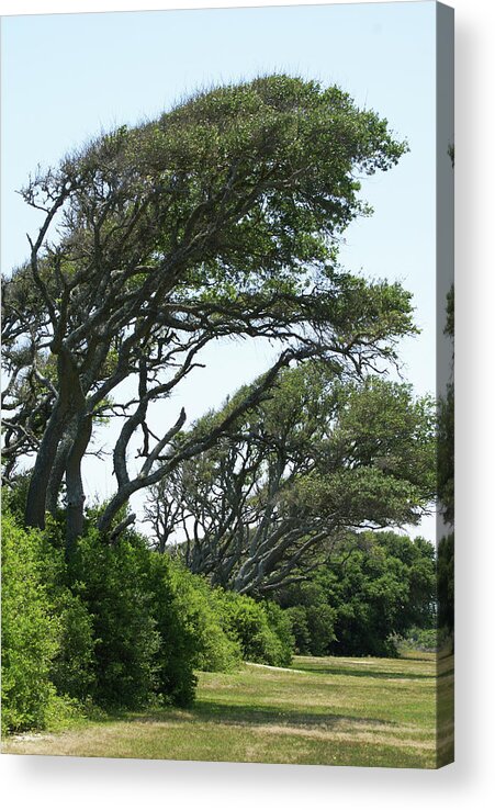  Acrylic Print featuring the photograph Wind Blown by Heather E Harman