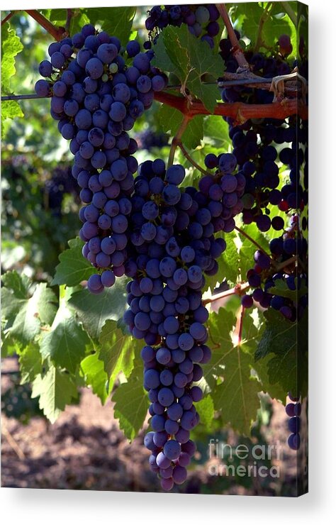 Grapes Acrylic Print featuring the photograph Wine Grapes by Charlene Mitchell