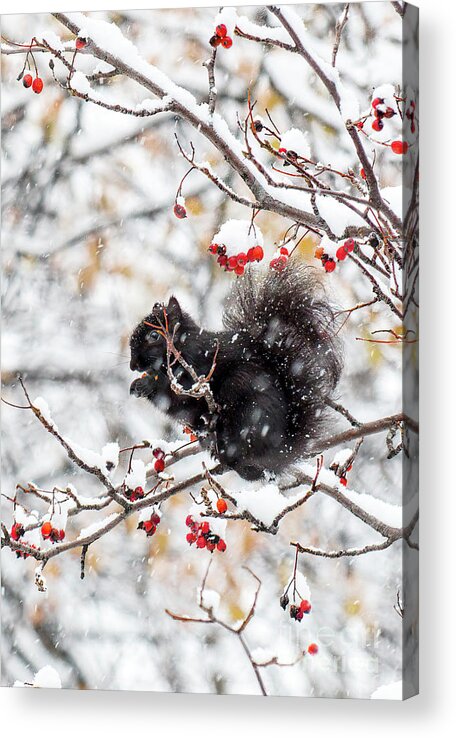 Squrriel Acrylic Print featuring the photograph Winter Treats by Charline Xia