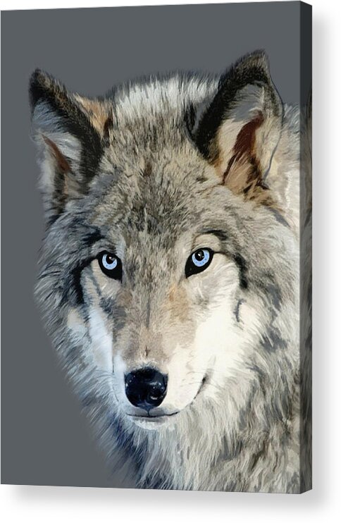 Nature Acrylic Print featuring the mixed media Wolf by Judy Link Cuddehe