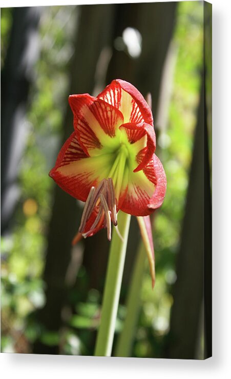  Acrylic Print featuring the photograph Yellow and Red Amaryllis by Heather E Harman