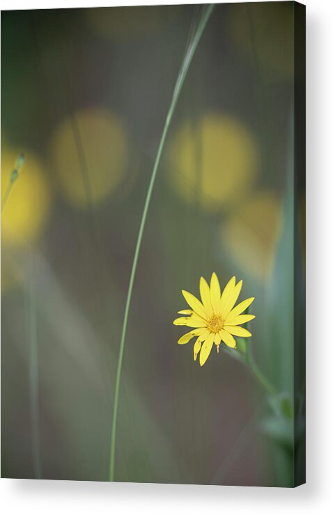 Daisy Acrylic Print featuring the photograph Yellow Daisy Close-up by Karen Rispin