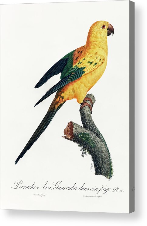 Yellow Sun Parakeet Acrylic Print featuring the mixed media Yellow Sun Parakeet by World Art Collective