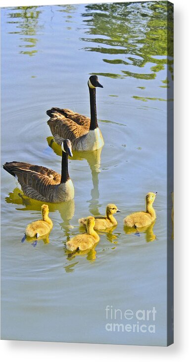 Canadian Acrylic Print featuring the photograph Canadian Goose Family by Barbara Dean