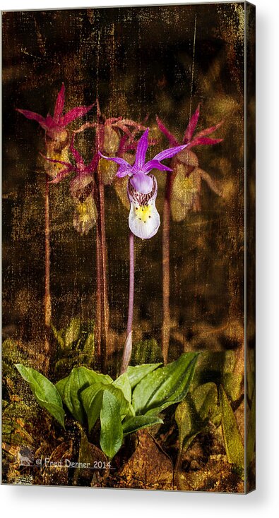 Wildflowers Acrylic Print featuring the photograph Fairy Slippers #1 by Fred Denner