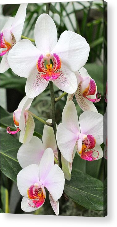 Orchid Acrylic Print featuring the photograph White Orchids by Sue Morris