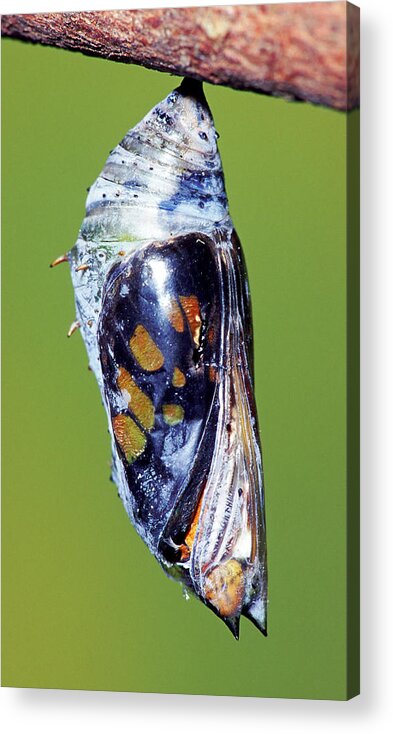 Butterfly Acrylic Print featuring the photograph Malachite Butterfly #19 by Millard H. Sharp