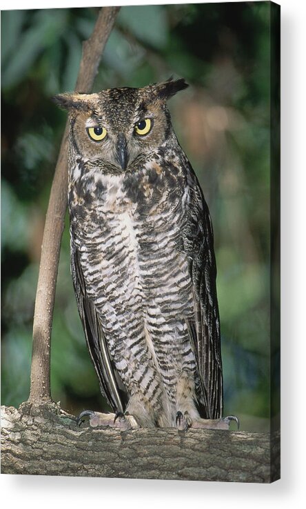 Animal Acrylic Print featuring the photograph Great Horned Owl #4 by Millard H Sharp
