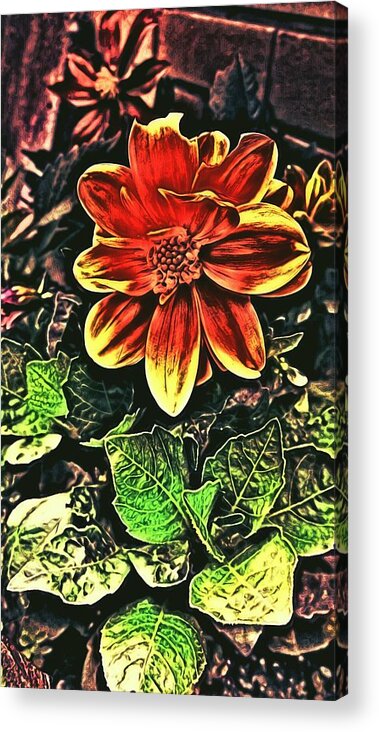 Love Acrylic Print featuring the photograph Abstract Flowers #4 by Chris Drake