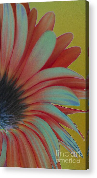 Daisy Acrylic Print featuring the photograph A Different Perspective by Jacqueline McReynolds