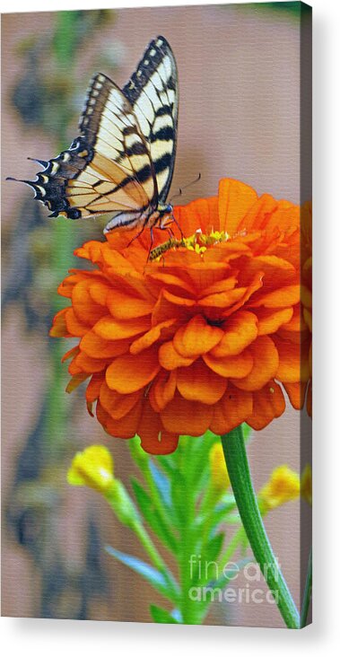 Butterfly Acrylic Print featuring the photograph Butterfly With Colorful Zinnia by Kay Novy