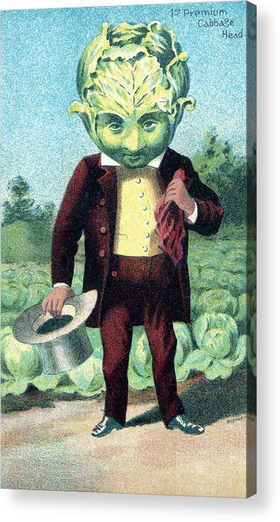 Agriculture Acrylic Print featuring the photograph Cabbage, Bufford Vegetable Card, 1887 by Science Source