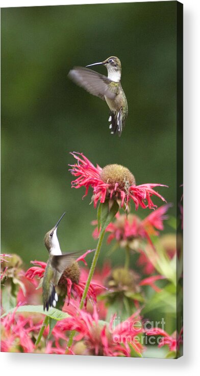 Animal Acrylic Print featuring the photograph Cecilia's Hummers. by Patricia A Griffin