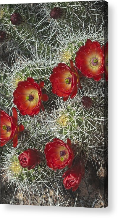 Capitol Acrylic Print featuring the photograph Claret Cactus - Vertical by Gregory Scott