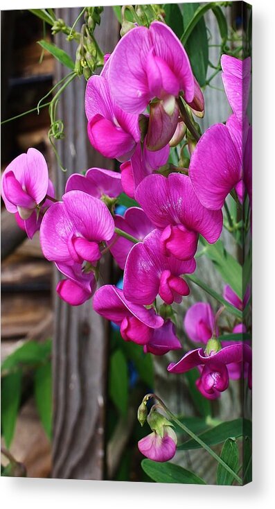 Flora Acrylic Print featuring the photograph Climbing Sweet Peas by Bruce Bley