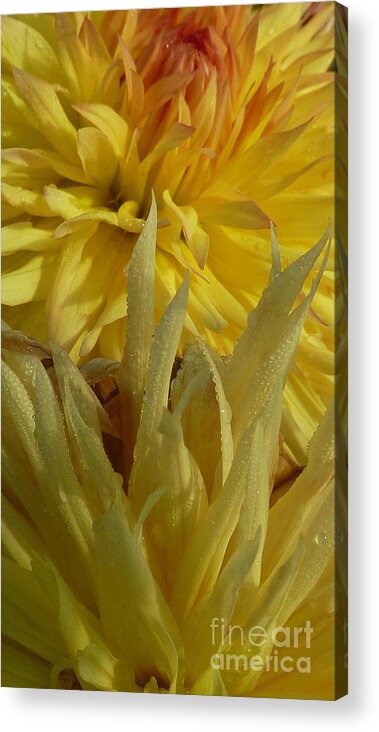 Dahlia Acrylic Print featuring the photograph Dahlia Dew Yellow by Susan Garren