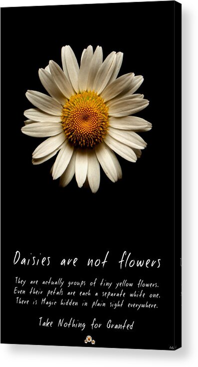 Daisies Are Not Flowers Acrylic Print featuring the photograph Daisies are not flowers by Weston Westmoreland