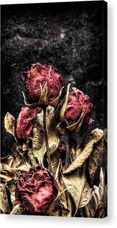 Dry Roses Acrylic Print featuring the photograph Dry Roses In Black by Weston Westmoreland