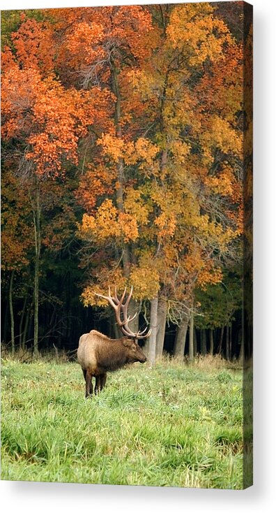 Elk Acrylic Print featuring the photograph Elk with Autumn Colors by Larry Bohlin