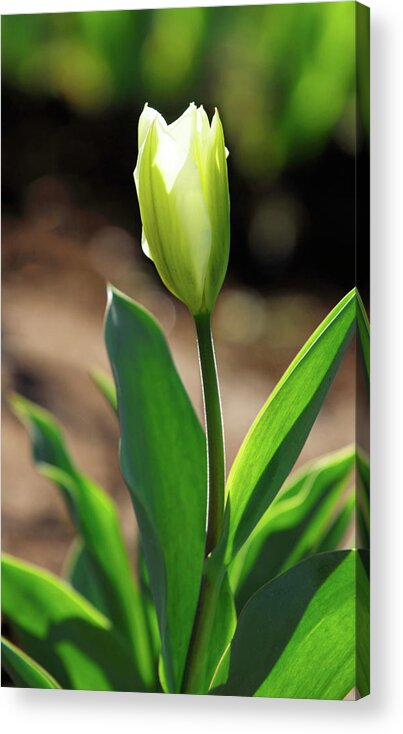 Flower Acrylic Print featuring the photograph Glowing Tulip by Arthur Fix