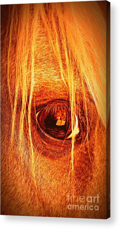 Horse Acrylic Print featuring the photograph In the Blink of a Eye by Clare Bevan