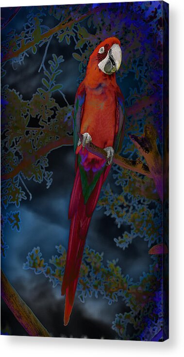 Bird Acrylic Print featuring the photograph Macaw Colors by Bill and Linda Tiepelman