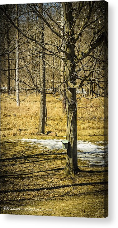 Trees Acrylic Print featuring the photograph Maple Syrup Time by LeeAnn McLaneGoetz McLaneGoetzStudioLLCcom