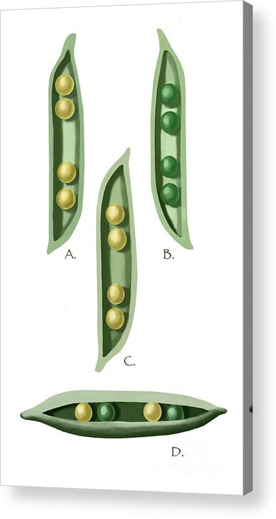 Genetic Acrylic Print featuring the photograph Mendels Peas by Spencer Sutton