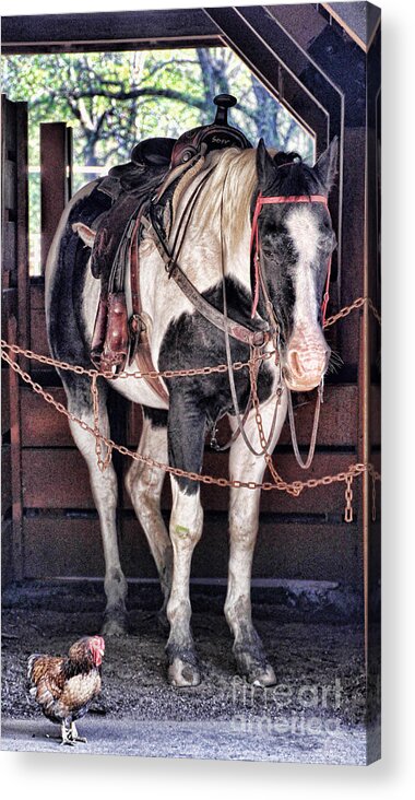 Horse Acrylic Print featuring the photograph Off the Clock by Elizabeth Winter