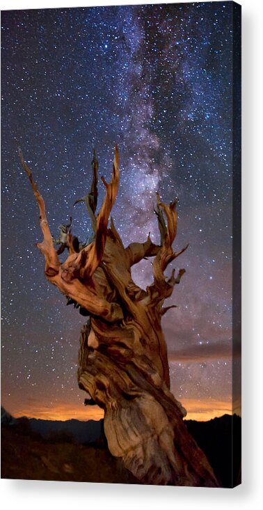 Tree Acrylic Print featuring the photograph Reach for the Stars by Cat Connor