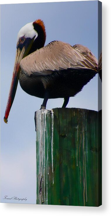 Pelican Acrylic Print featuring the photograph Red Heads by Debra Forand