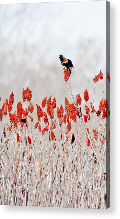 Dunns Marsh Acrylic Print featuring the photograph Red Winged Blackbird On Sumac by Steven Ralser