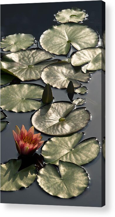 Water Lily Acrylic Print featuring the photograph Shimmering Lily Pads by Leda Robertson
