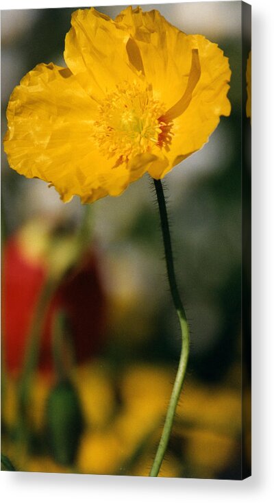 Flower Acrylic Print featuring the photograph Single Yellow Poppy by Robert Lozen