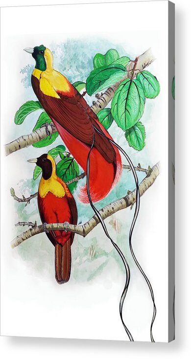The Birds Of Paradise Acrylic Print featuring the painting The Birds of Paradise by Mayur Sharma