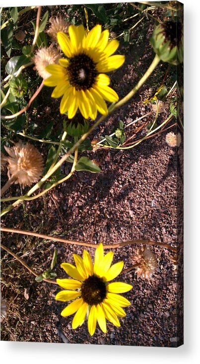 Landscape Acrylic Print featuring the photograph Wild Sunflowers by Fortunate Findings Shirley Dickerson