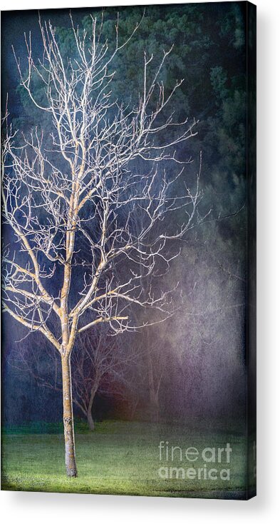 Winter Acrylic Print featuring the photograph Winter by Russell Brown