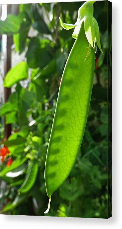 Peas Acrylic Print featuring the photograph A Green Womb by Steve Taylor